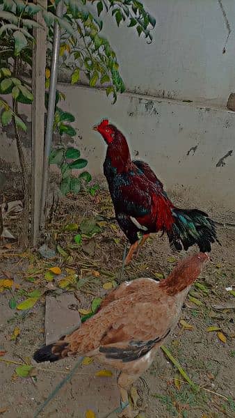 aseel murga murgi pair for sale ando wli 2