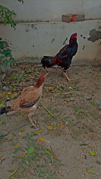 aseel murga murgi pair for sale ando wli 5