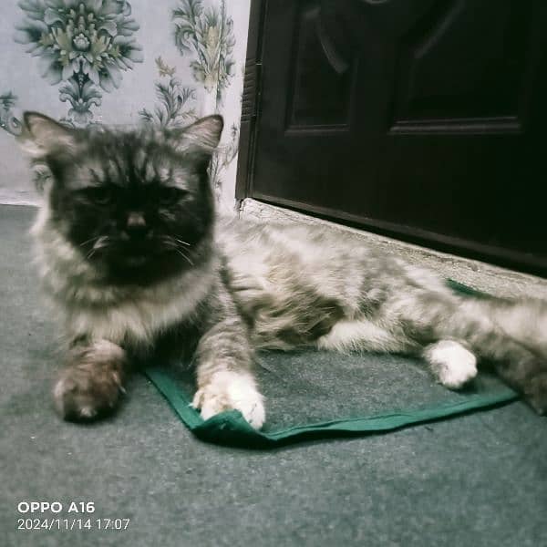 Persian cat Female call/0323/460/67/33/ 0