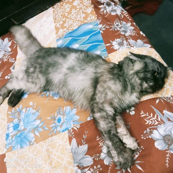 Persian cat Female call/0323/460/67/33/ 3