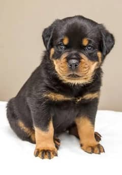 Rottweiler