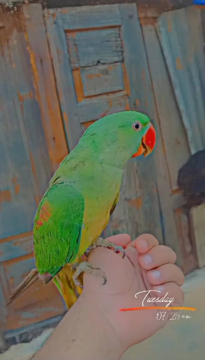 raw parrot hand male 3