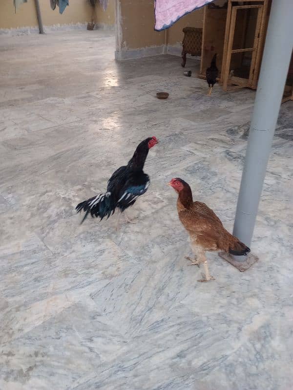 aseel quality pair for sale 0