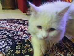 white male Persian cat.