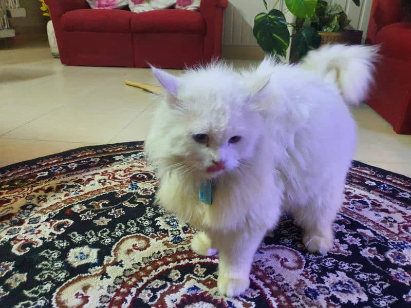 white male Persian cat. 4