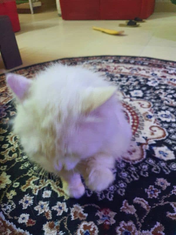 white male Persian cat. 6