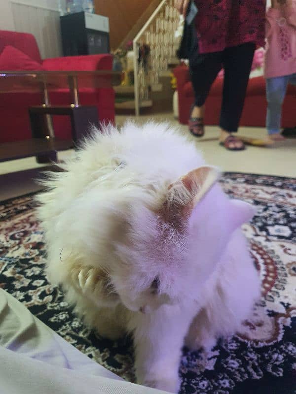 white male Persian cat. 7