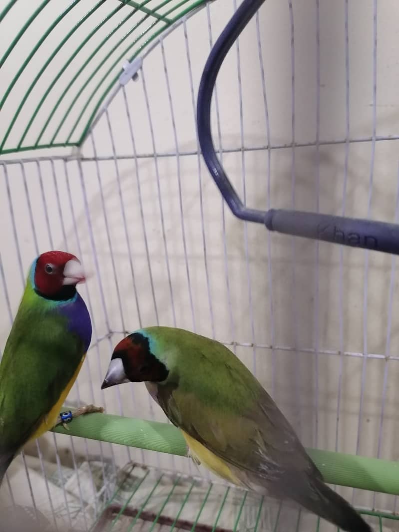 Gouldian Finch pair is available 0