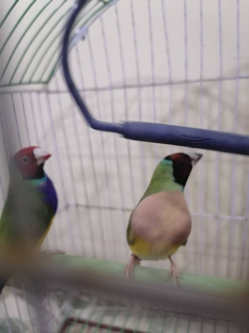 Gouldian Finch pair is available 1