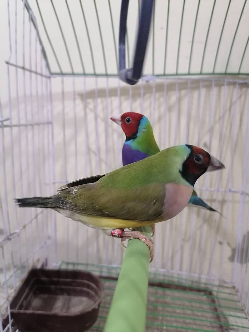 Gouldian Finch pair is available 2