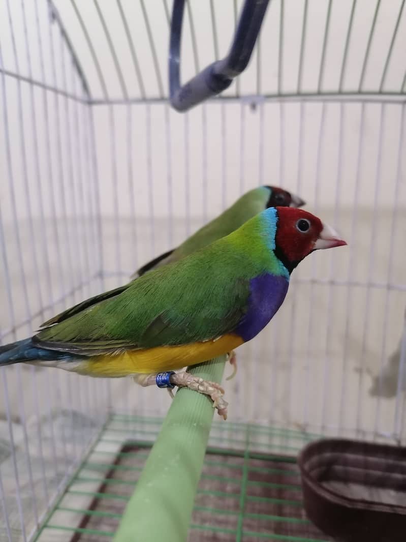 Gouldian Finch pair is available 3