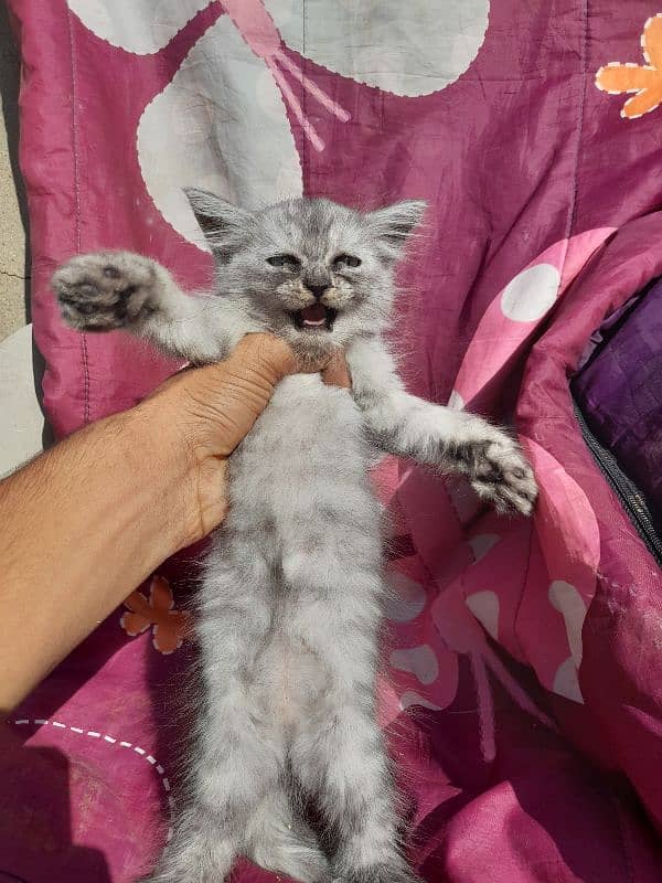 light grey colour Female kitten  Parsian 0