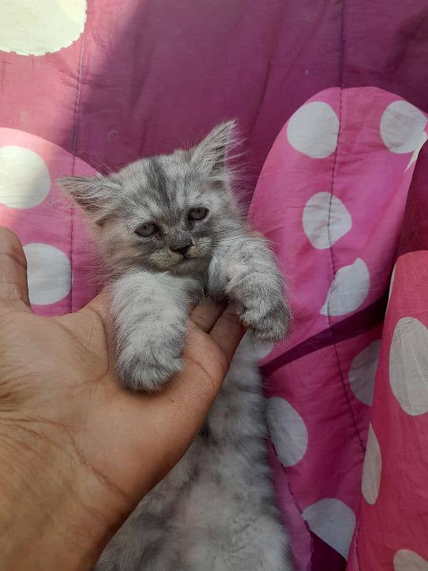 light grey colour Female kitten  Parsian 2