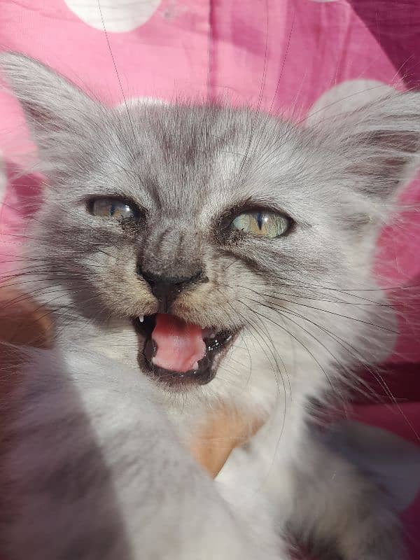 light grey colour Female kitten  Parsian 3