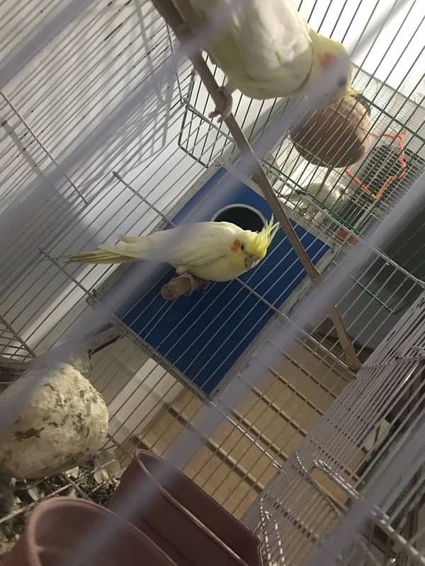 COCKATIEL PARRORT PAIR 0