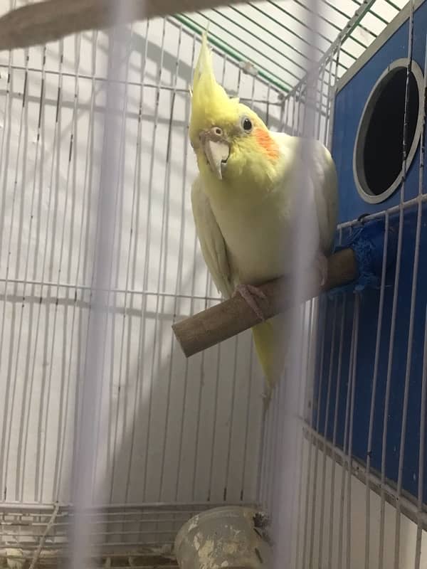 COCKATIEL PARRORT PAIR 1