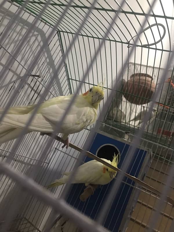 COCKATIEL PARRORT PAIR 2