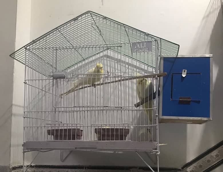 COCKATIEL PARRORT PAIR 3