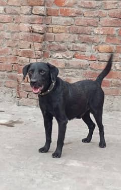 Good quality Labrador puppy           03204048942