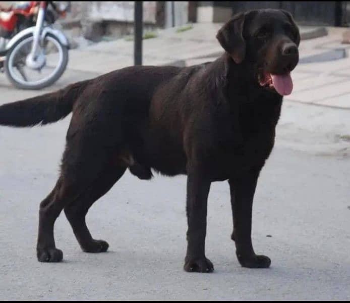 labrador male Pedigree dog for sale 2