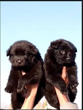 Black German Shepherd Pair | German Shepherd Long Coat Puppies 0