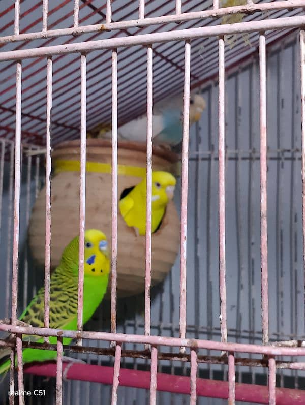 budgies breeder pair and one baby male 0