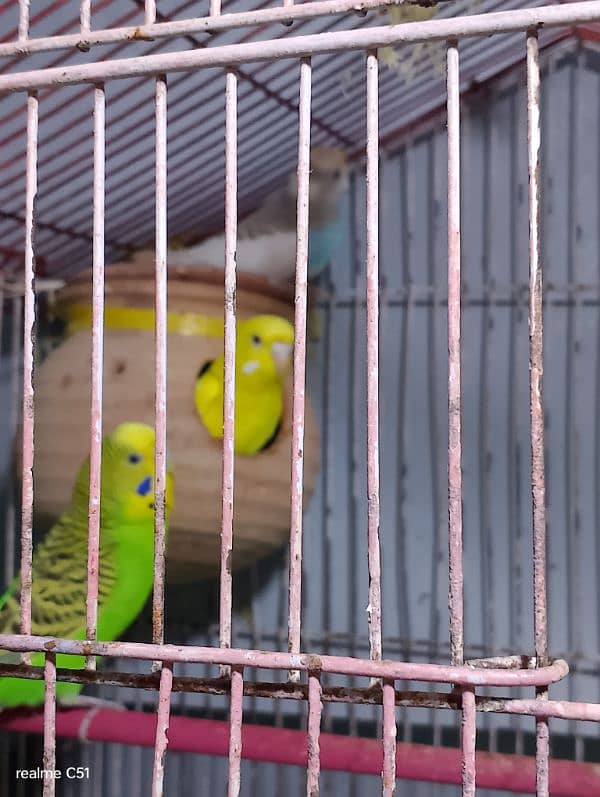 budgies breeder pair and one baby male 1