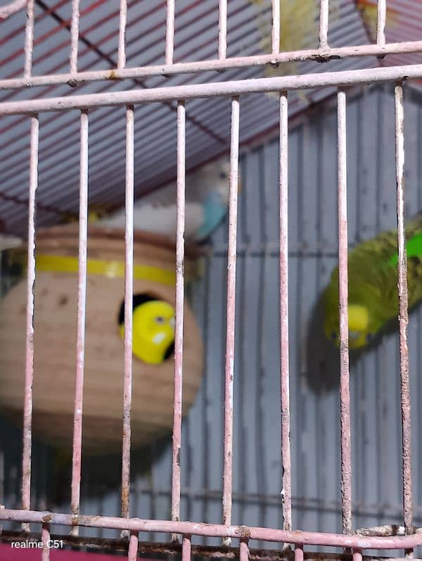 budgies breeder pair and one baby male 2