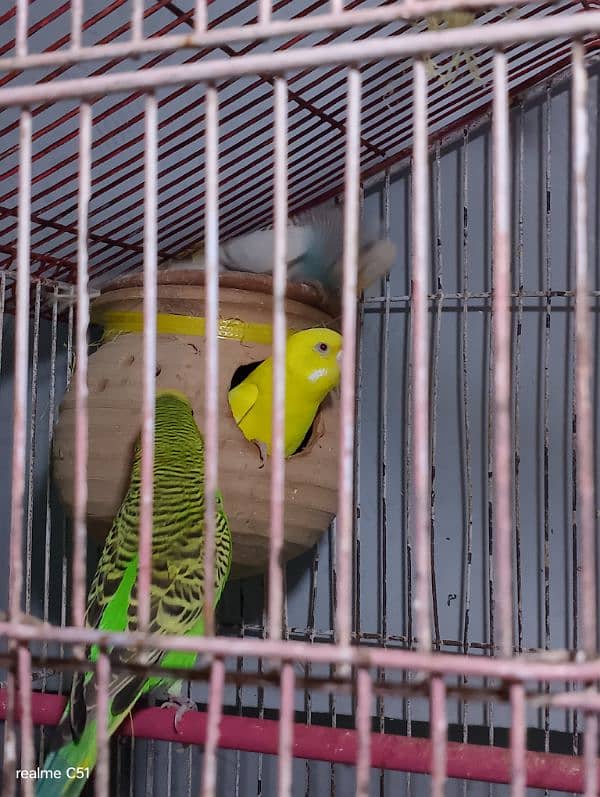 budgies breeder pair and one baby male 3