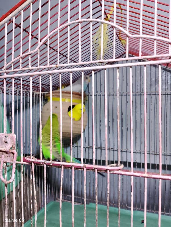 budgies breeder pair and one baby male 4