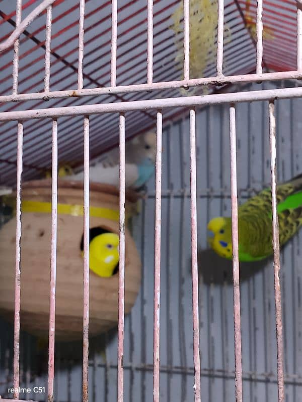 budgies breeder pair and one baby male 5