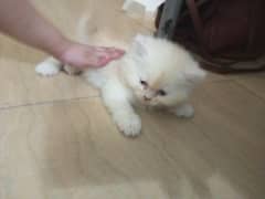 Semi punch face Persian cat baby available age 2 months