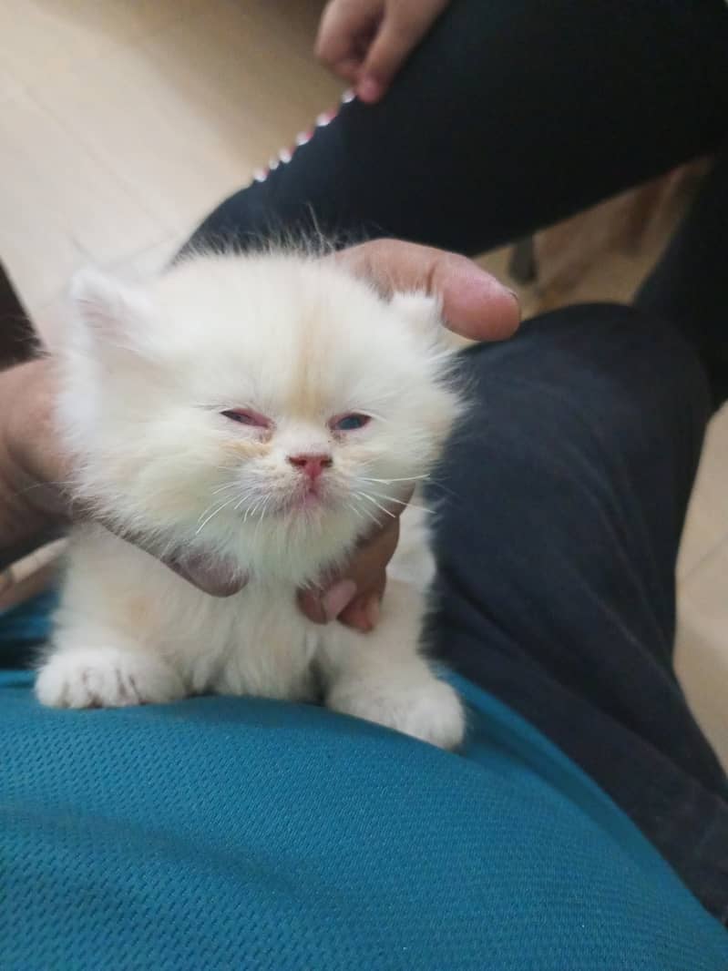 Semi punch face Persian cat baby available age 2 months 1