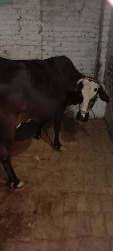 cow with female bachi 0