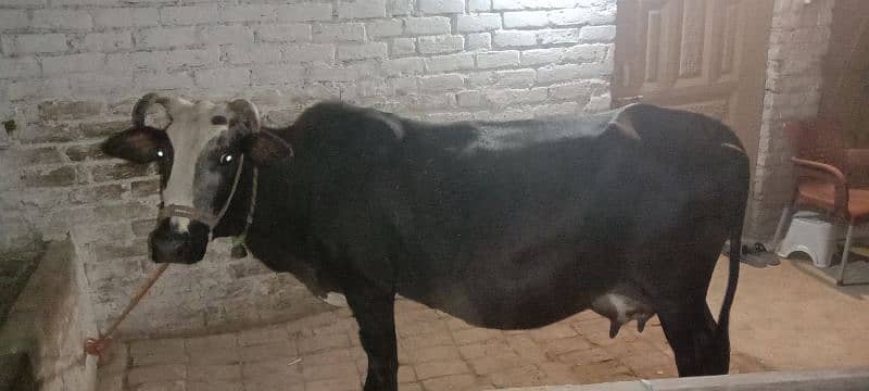 cow with female bachi 3