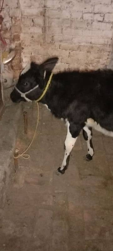 cow with female bachi 6