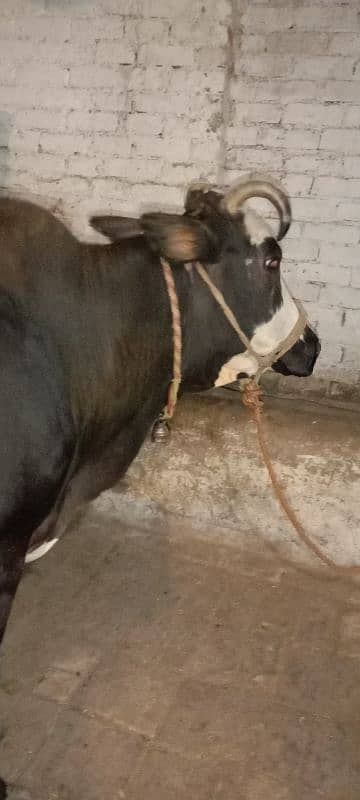 cow with female bachi 10