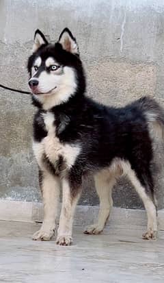 top quality beutiful Siberian husky pair available for sale