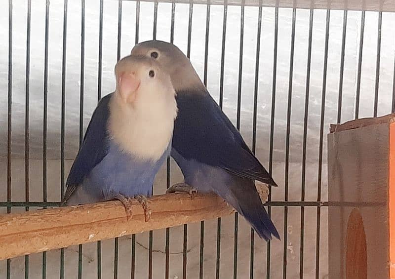 Violet Love Birds Confirm Pair 1