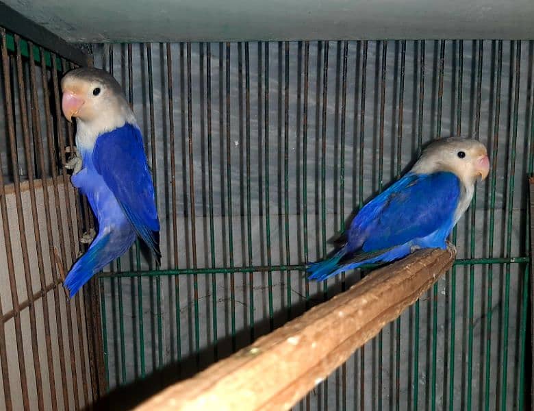 Violet Love Birds Confirm Pair 2