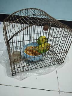 Australian parrots Pair with cage