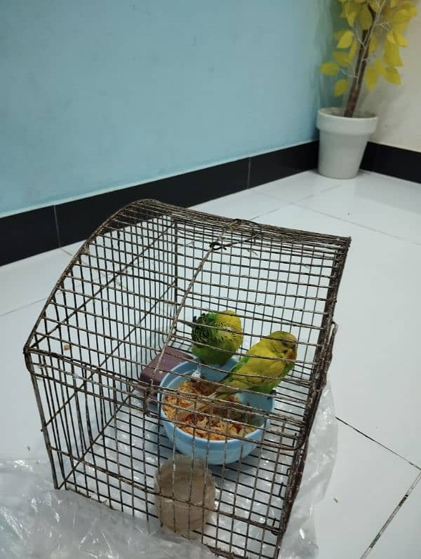 Australian parrots Pair with cage 2