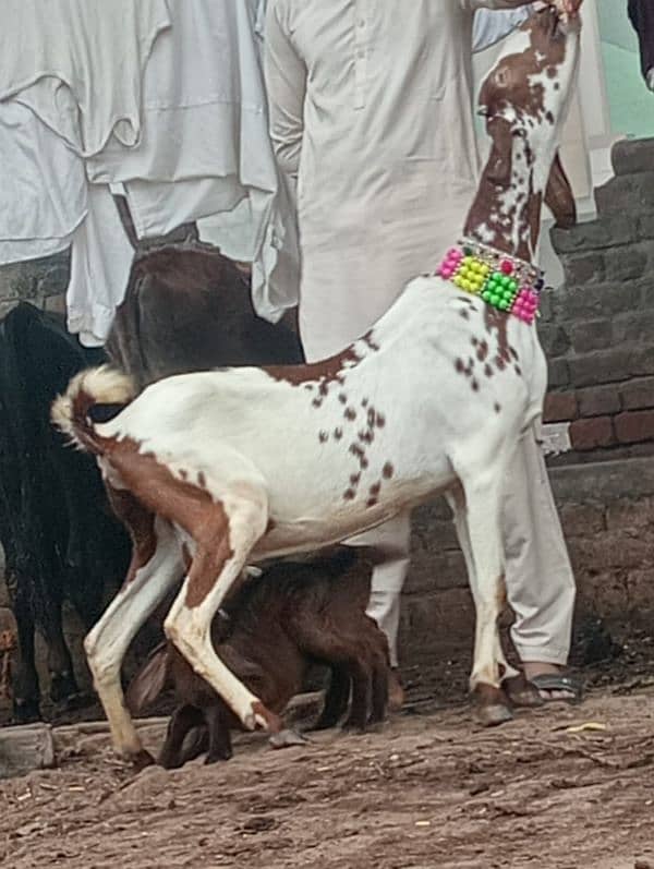 Niagara bakri 2 bacho ka sath 1