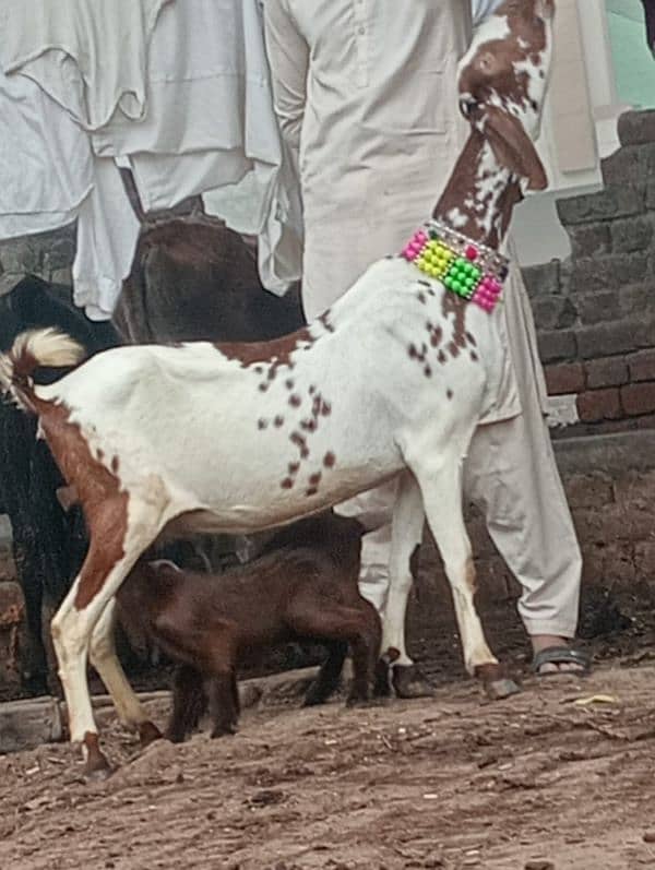 Niagara bakri 2 bacho ka sath 4