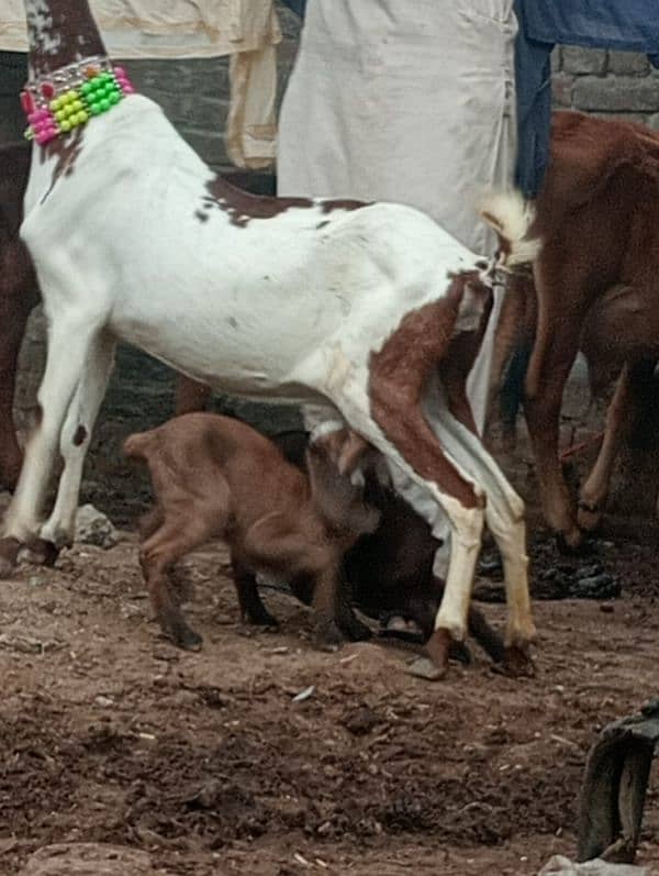 Niagara bakri 2 bacho ka sath 5