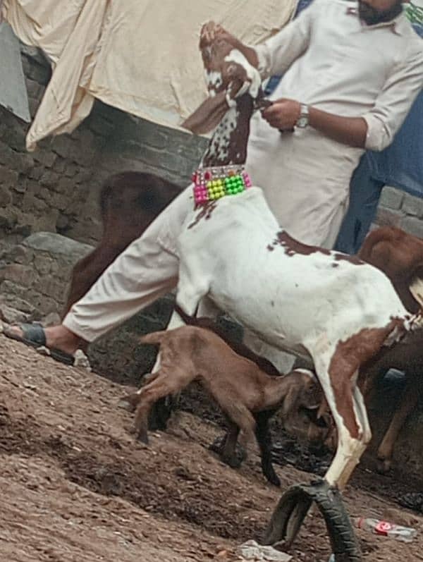 Niagara bakri 2 bacho ka sath 7