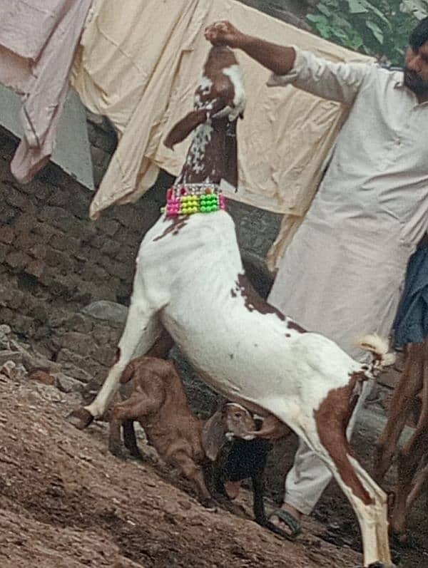 Niagara bakri 2 bacho ka sath 8