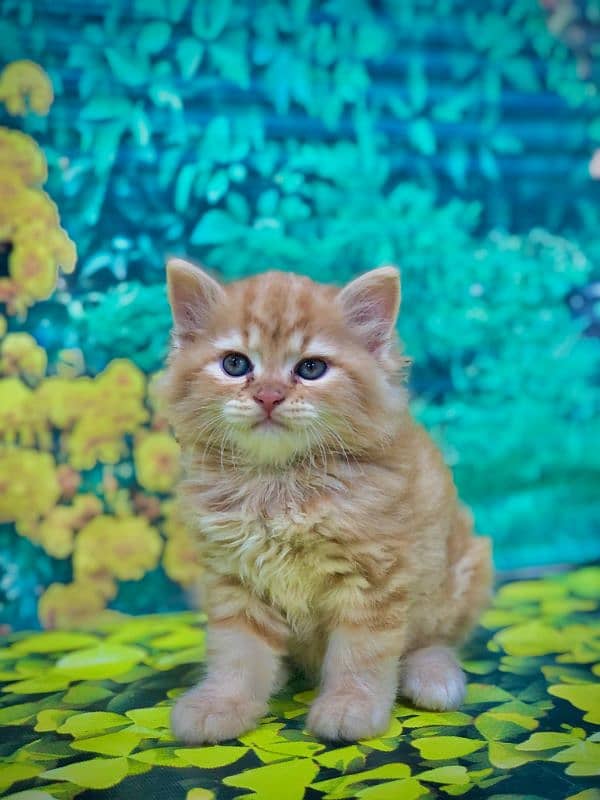 Persian Punch face triple coat cat Kitten 16