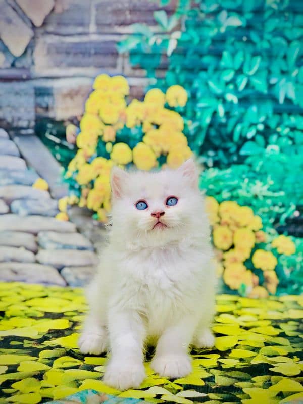 Persian Punch face triple coat cat Kitten 17