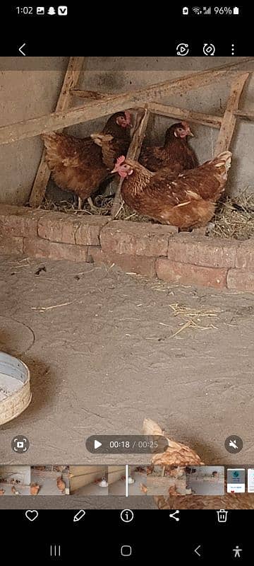 Desi Misri Lohman brown murghia hens for sale 4